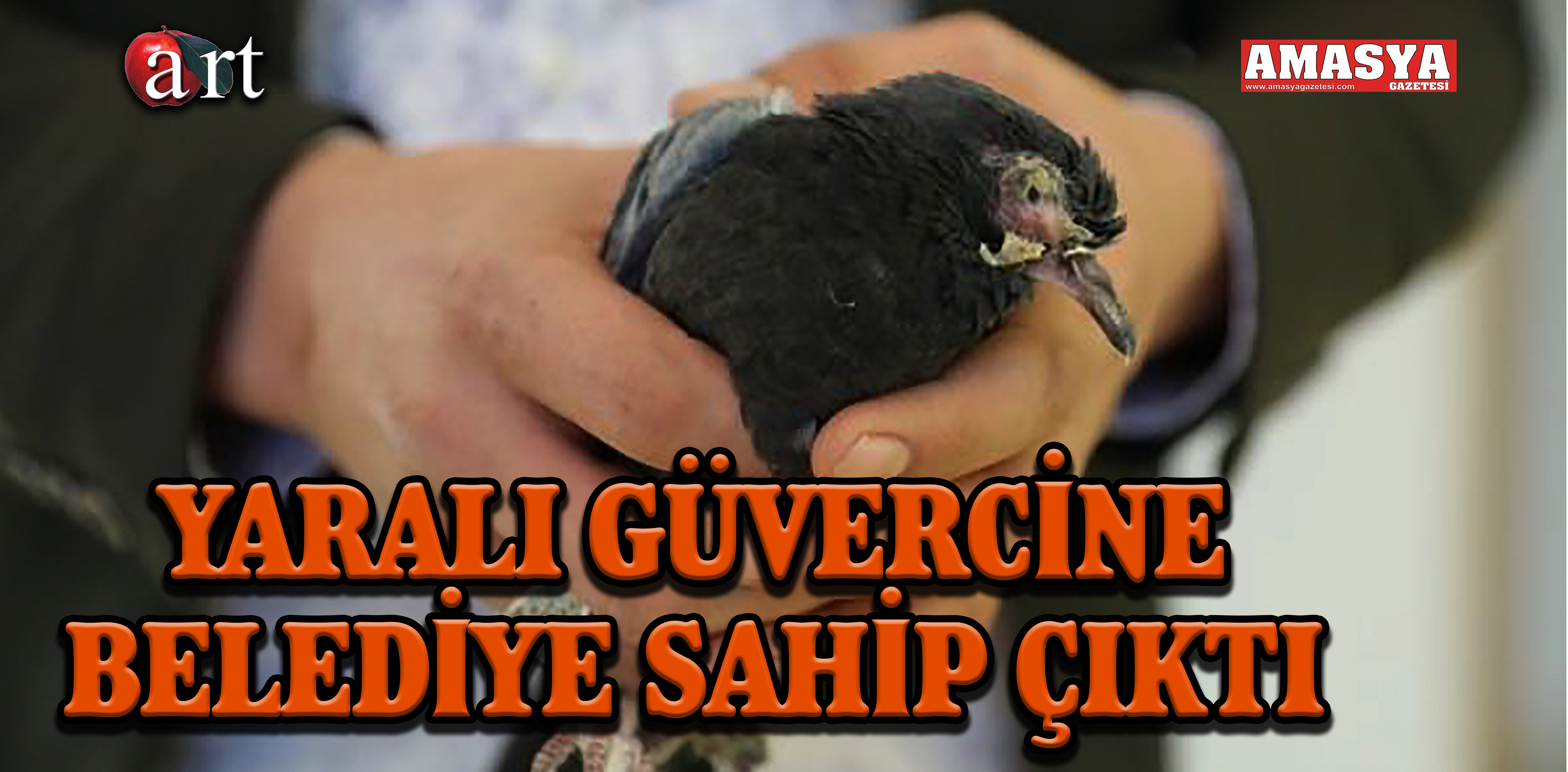 YARALI GÜVERCİNE BELEDİYE SAHİP ÇIKTI