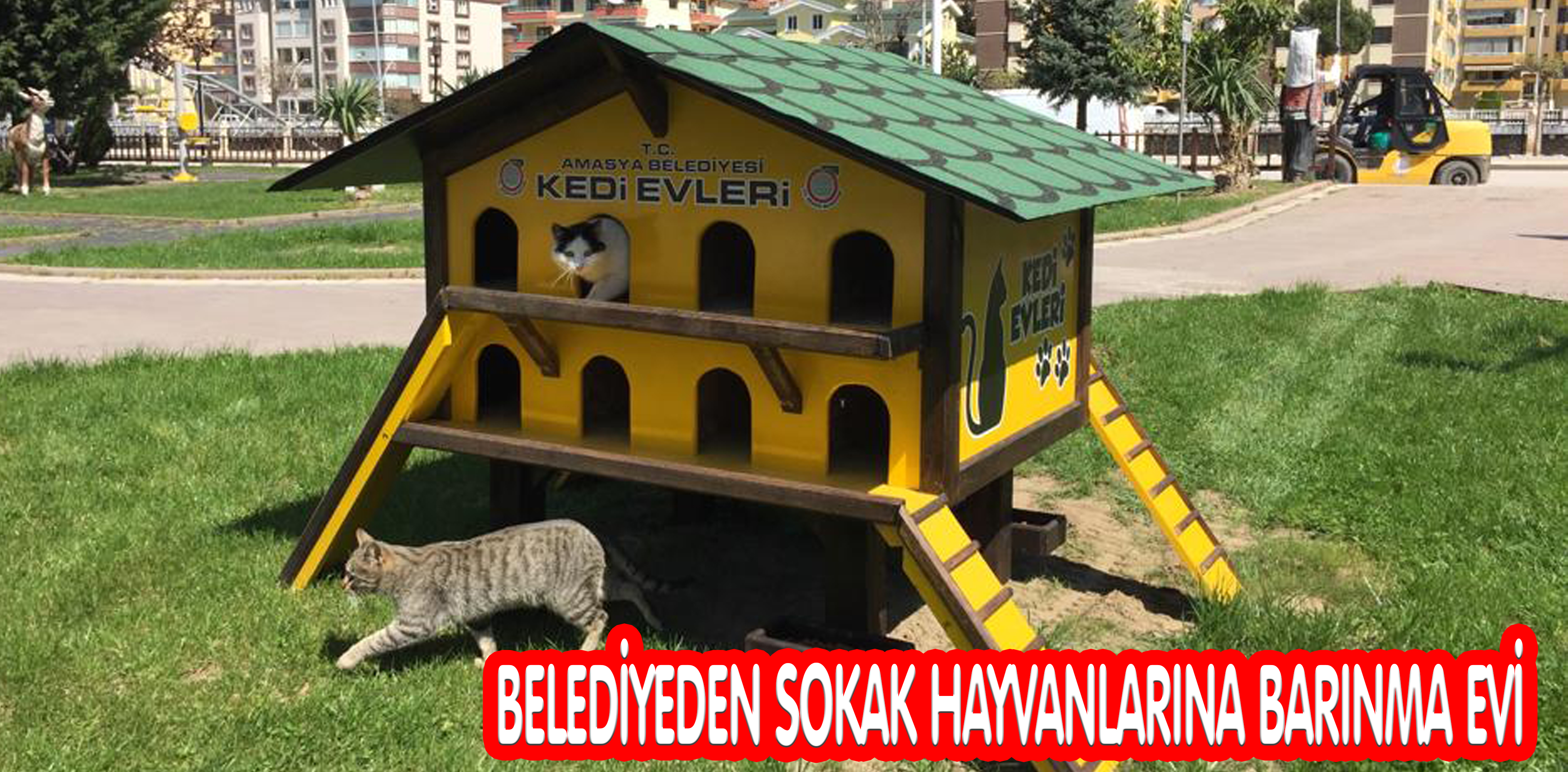 BELEDİYEDEN SOKAK HAYVANLARINA BARINMA EVİ