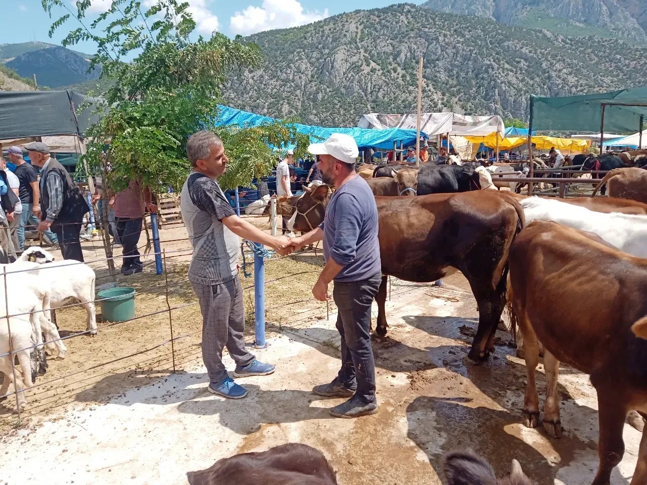 Kurbanlık Fiyatları Belli Oldu: Bu Yıl 3 Milyon 350 Bin Hayvan Kesilecek